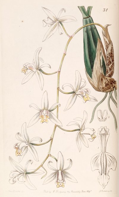 Coelogyne flaccida da Miss Drake